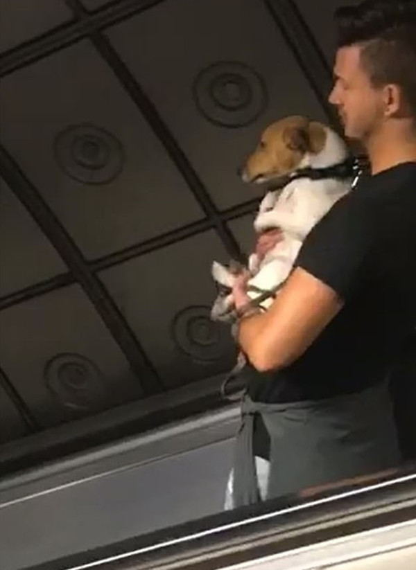 小狗乘坐电梯看到电梯台阶逐渐消失 它似乎慌了
