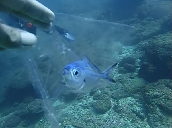 暖心！泰国潜水教练救助被困塑料袋中小鱼