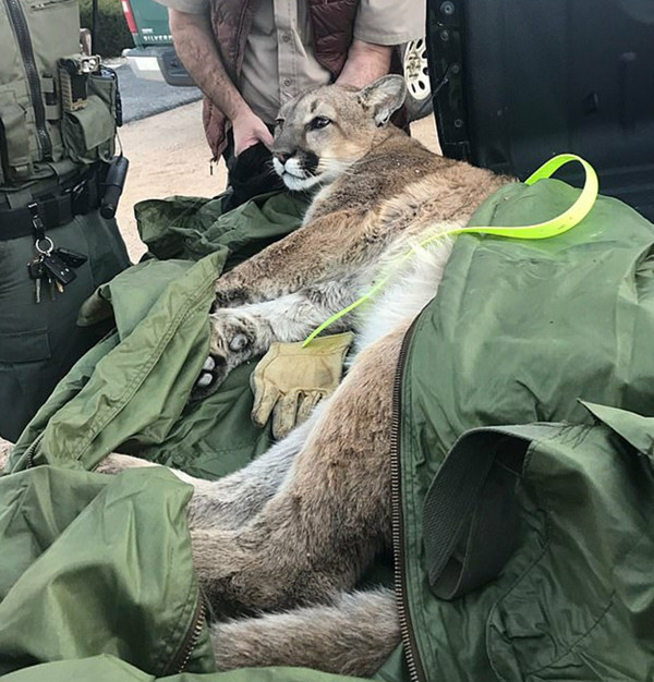 加州一美洲狮被困15米高大树 救援者注射镇静剂帮其脱困
