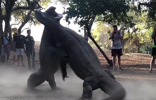 印尼两巨蜥为争夺雌性展开激烈打斗