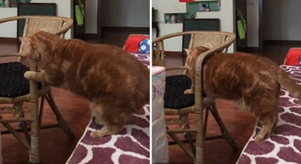 肥猫试图钻过椅子扶手被卡 挣扎半天终脱身