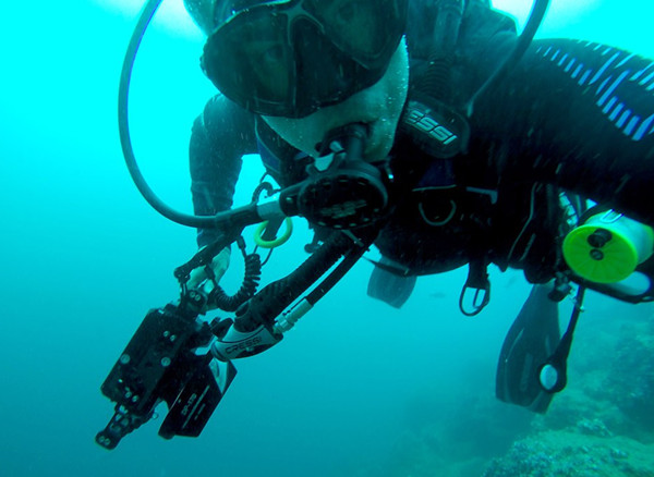 场面壮观！摄影师拍到数百锤头鲨齐游画面