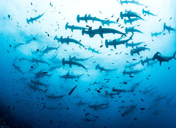 场面壮观！摄影师拍到数百锤头鲨齐游画面