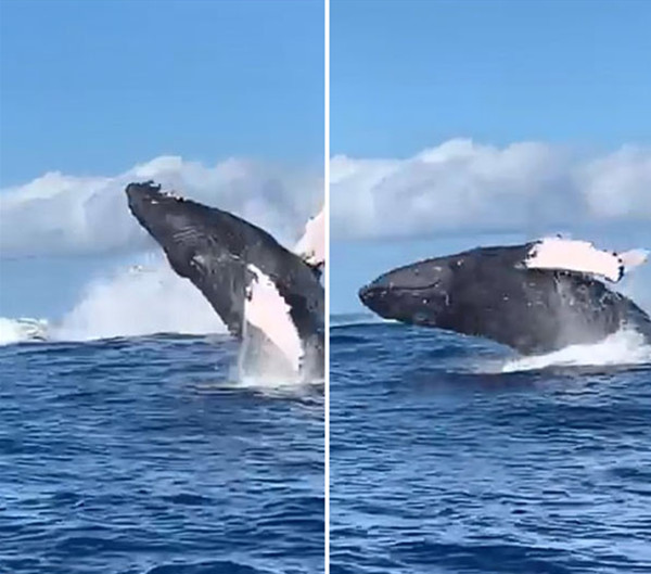 三头座头鲸相继跃出夏威夷海面引游客兴奋不已