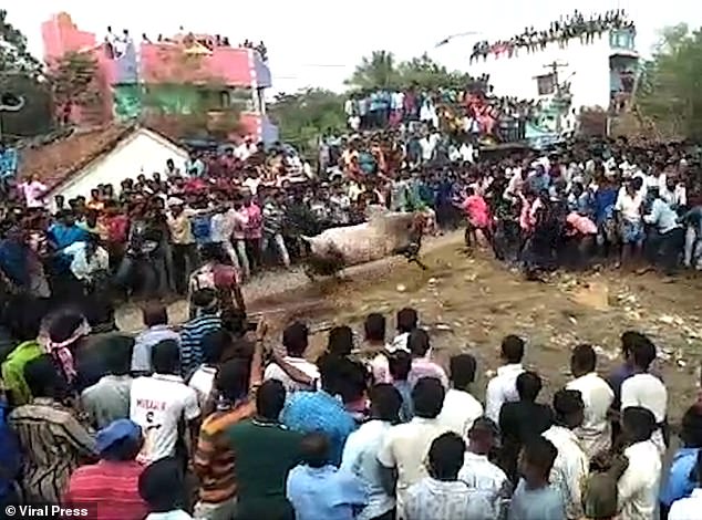 印度民众办传统斗牛活动 受惊公牛冲入人群引发暴乱