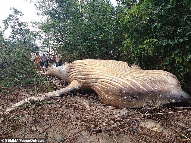 座头鲸尸体空降亚马逊丛林 如何上岸引专家困惑