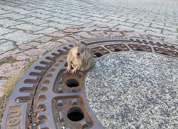 德国老鼠因太胖被卡井盖上 专家和消防员暖心救援
