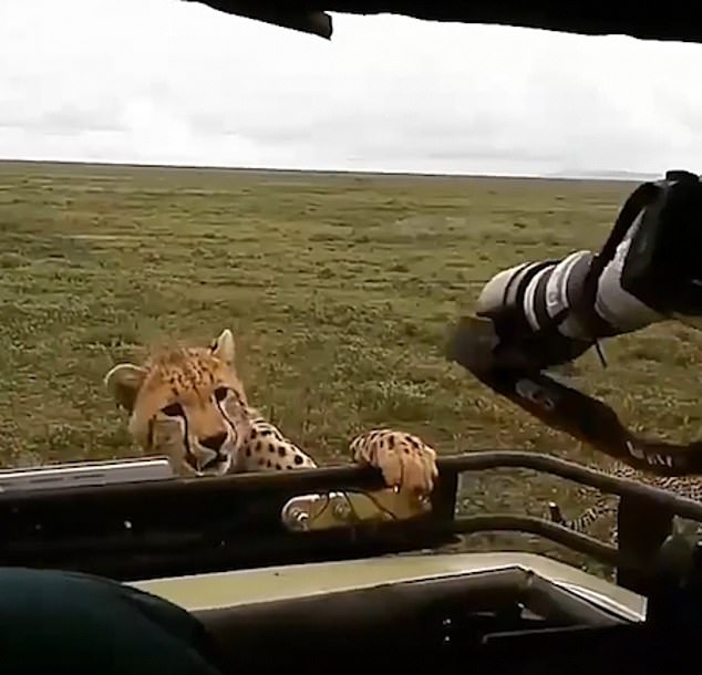 危险！游客用相机驱赶爬上吉普车猎豹遭谴责