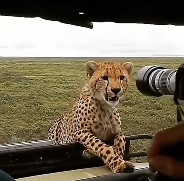 危险！游客用相机驱赶爬上吉普车猎豹遭谴责
