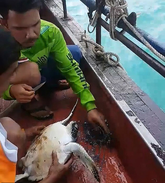 感人！泰渔民解救被渔网困住海龟重获自由