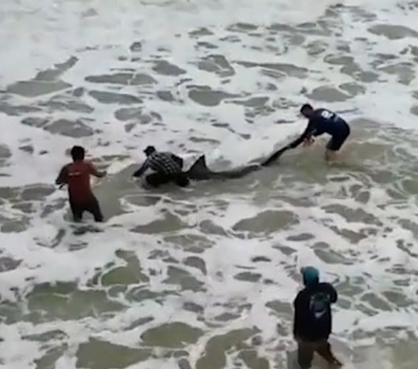 点赞!美渔民捕获300斤大白鲨勇敢将其放生