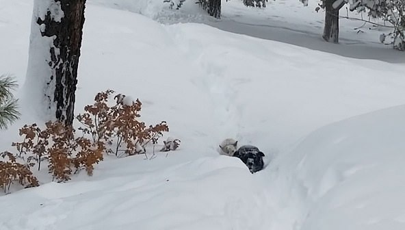 美一小狗深陷积雪中 大个子伙伴仗义开路救援