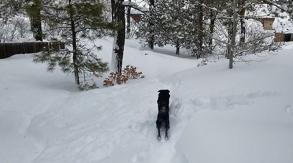 美一小狗深陷积雪中 大个子伙伴仗义开路救援