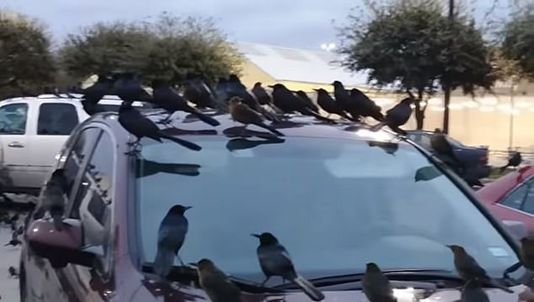 美得克萨斯州一超市停车场遭乌鸦群入侵 吓坏购物者