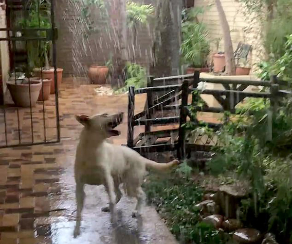 萌趣！南非拉布拉多犬首次见到下雨起舞撒欢