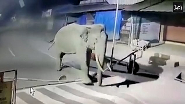 印度成年大象小心跨越路障尽显动物机智