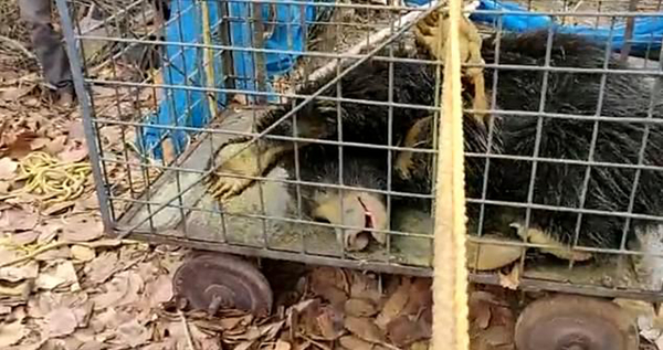 印度一棕熊为觅食掉进深井 救援花四小时