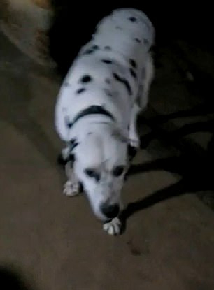 印度一家犬与毒蛇缠斗 英勇救主后牺牲