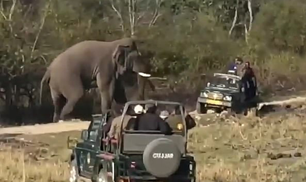 惊险！印国家公园愤怒大象险些掀翻观光车