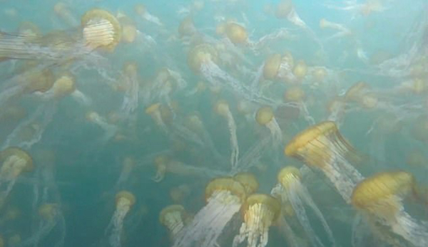 摄影师在美国西海岸水下拍到水母集体迁徙场景