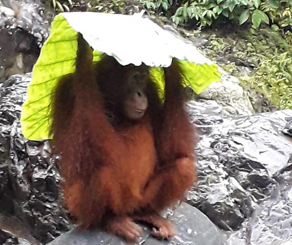 印尼猩猩捡叶片和塑料袋当伞 聪明之举惹人叹
