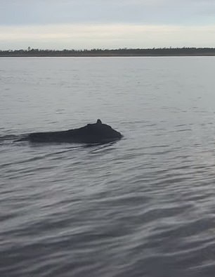 幸运！美皮划艇爱好者拍到黑熊海湾中游泳身姿