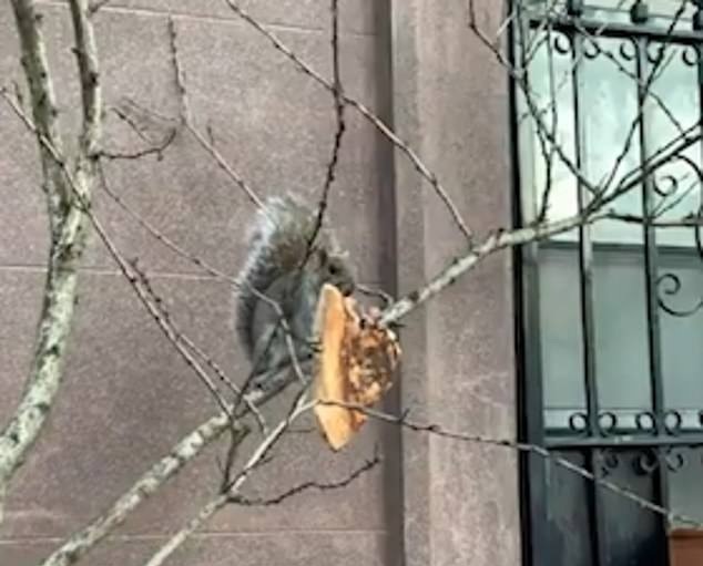 纽约松鼠饥肠辘辘 抓着披萨在树木间危险跳跃