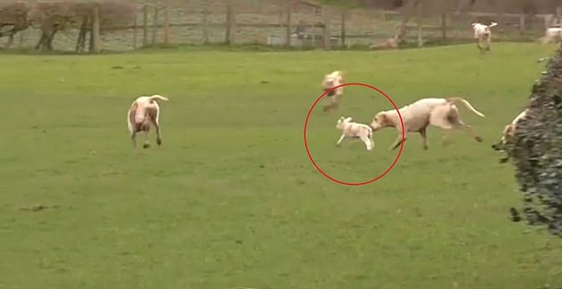英猎犬捕猎时闯入农场咬伤羊羔 猎人在场未阻止