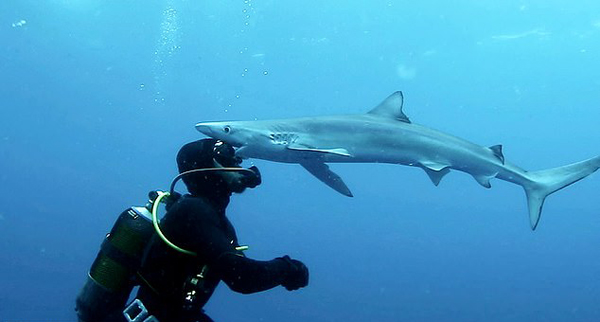 奇妙！潜水员海底探险遇鲨鱼获其温柔献吻