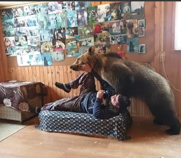 2米高棕熊和主人为争夺沙发打闹玩耍