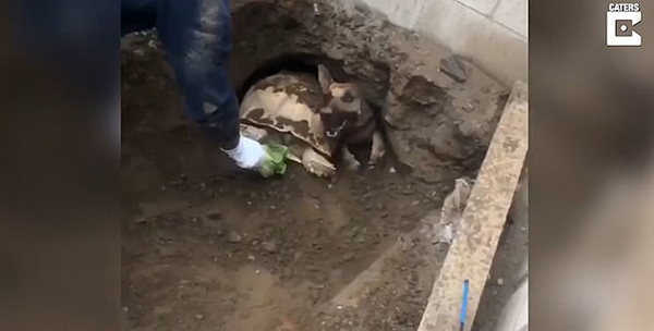 牧羊犬被巨型乌龟堵在洞内 消防员出动解救