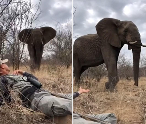有惊无险!南非一导游遭遇野象躺下躲过一劫