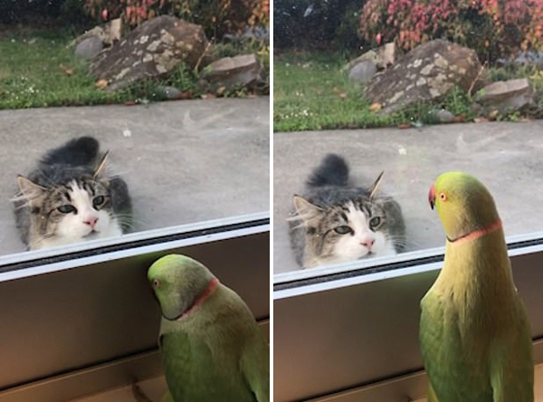 新西兰一鹦鹉隔着窗户逗猫：“来玩躲猫猫啊”