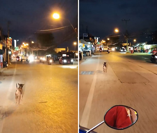 泰国一被弃宠物狗拼命追赶主人汽车