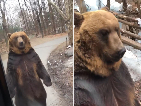 韩国一公园迫使棕熊直立行走被疑虐待动物