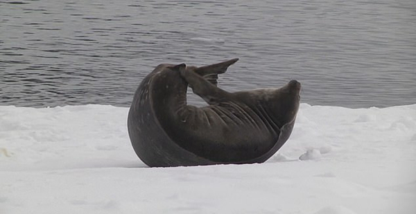 南极一海豹躺冰上挠痒痒 旁若无人相当惬意