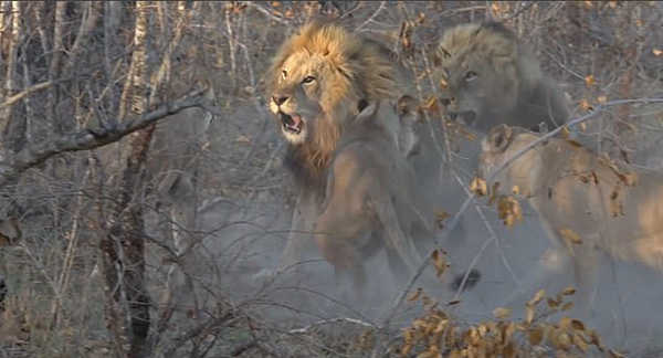 南非雄狮威胁狮群幼崽企图入侵篡权 反遭围攻