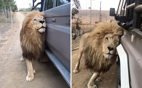 这就是爱！南非一狮子对路过汽车大胆表达爱意