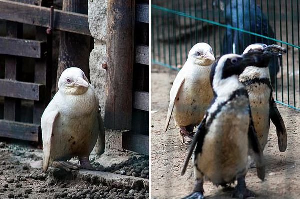白化企鹅波兰动物园首秀 因独特或遭同类排斥