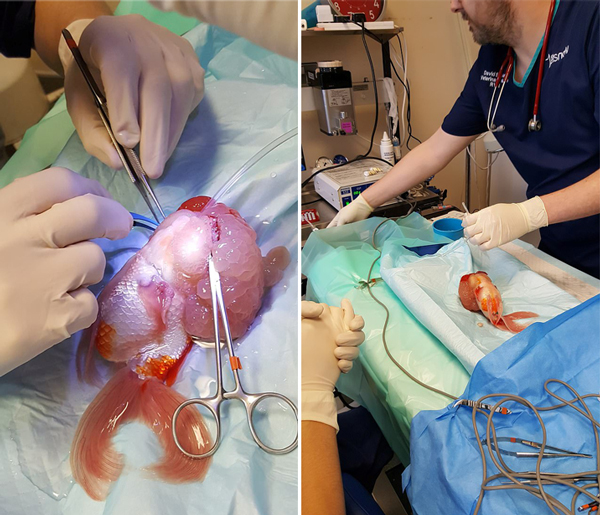 英国一6岁宠物金鱼经手术切除肿瘤重获健康