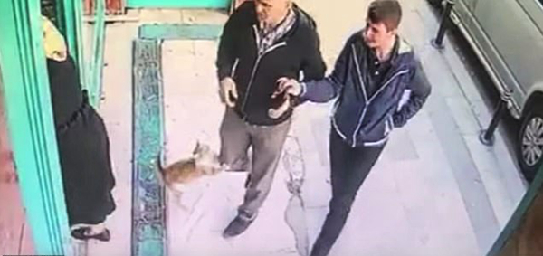 土耳其一流浪猫常年蹲守市场口只攻击男人和狗