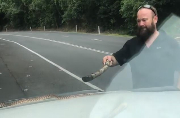 澳大利亚一毒蛇惊现车窗搭便车引起众人恐慌