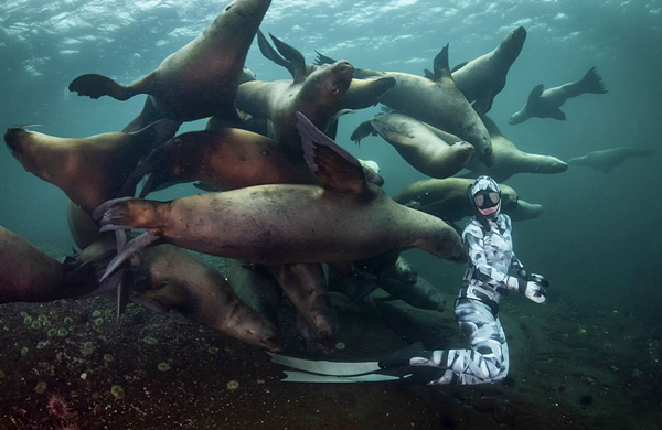荷兰夫妇加拿大海域潜水被海狮群当成玩具围绕