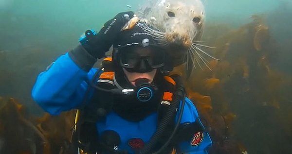 英一潜水员与灰海豹水中嬉戏并获其拥抱亲吻