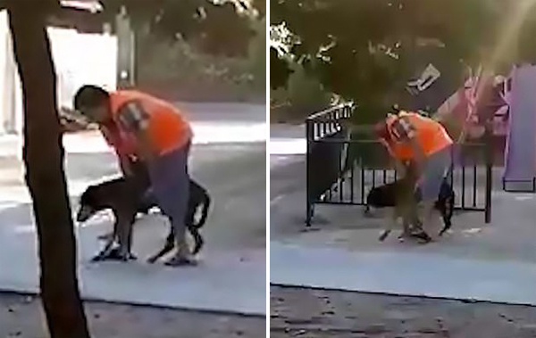 温暖人心！智利男子帮扶年迈宠物狗在公园散步