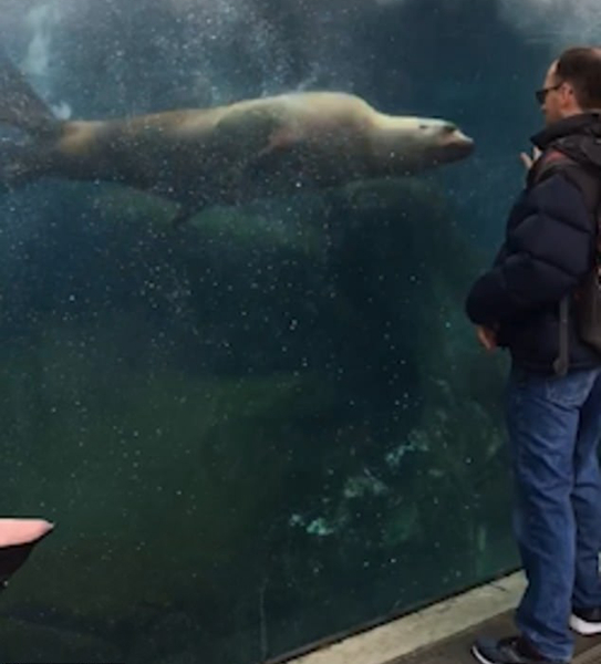 美动物园一海狮痴迷游客右手随其旋转不停