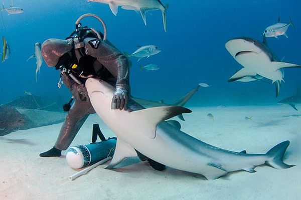 意一女“鲨鱼舞者”运用独特驯鲨术帮其取鱼钩
