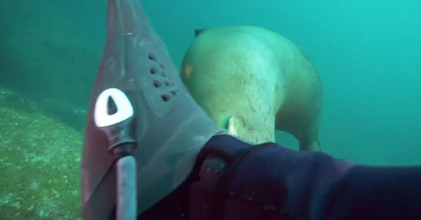 好奇海狮啃咬潜水员脚蹼上演水下“拉锯战”