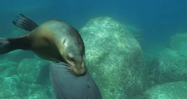 好奇海狮啃咬潜水员脚蹼上演水下“拉锯战”