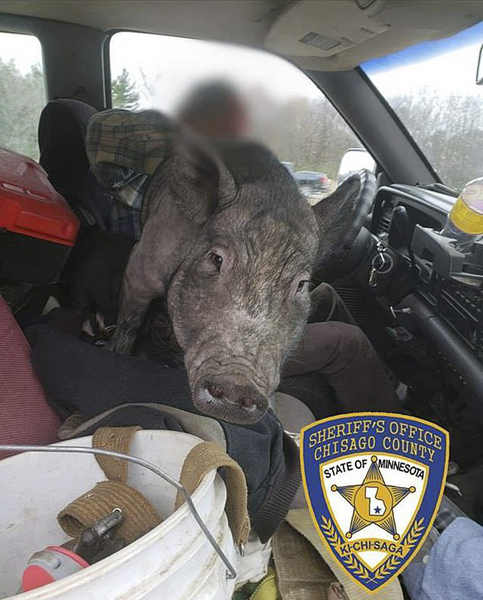 滑稽可笑！美国一男子开车时腿上竟趴两头猪